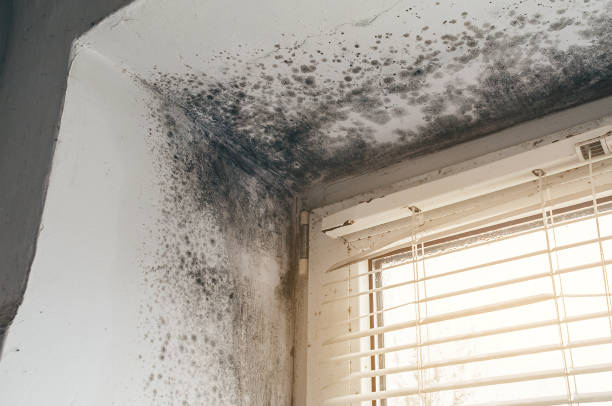 Affordable Attic Mold Removal solutions in Sonora, TX