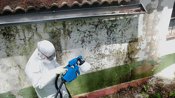 Top rated local Attic Mold Removal specialists in Sonora, TX